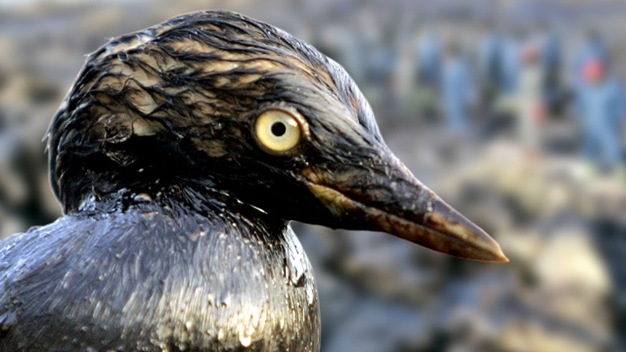 Oil Covered Bird